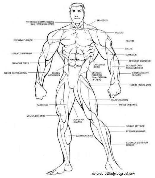 Dibujo de aparato muscular humano PARA COLOREAR Y PINTAR