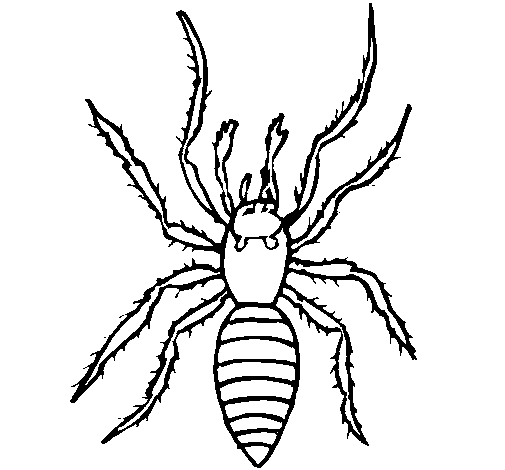 Dibujo de Araña tigre para Colorear - Dibujos.net