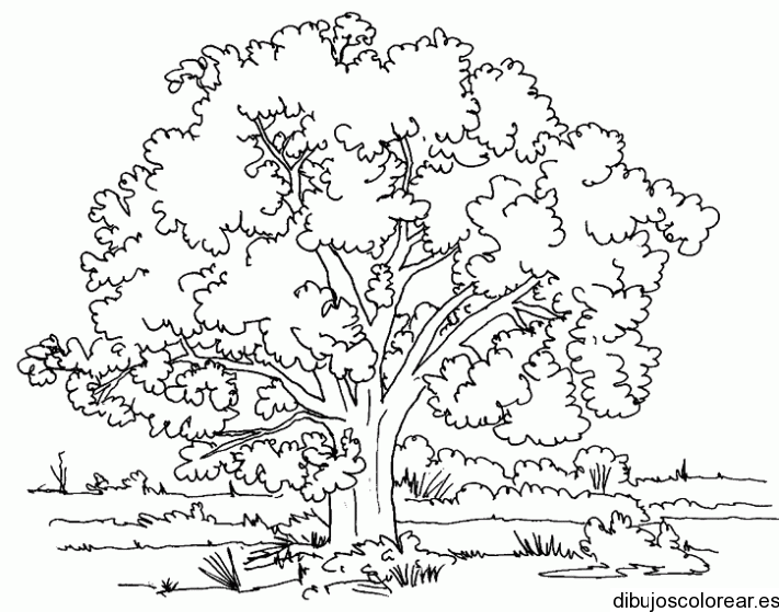 Dibujo de un gran árbol