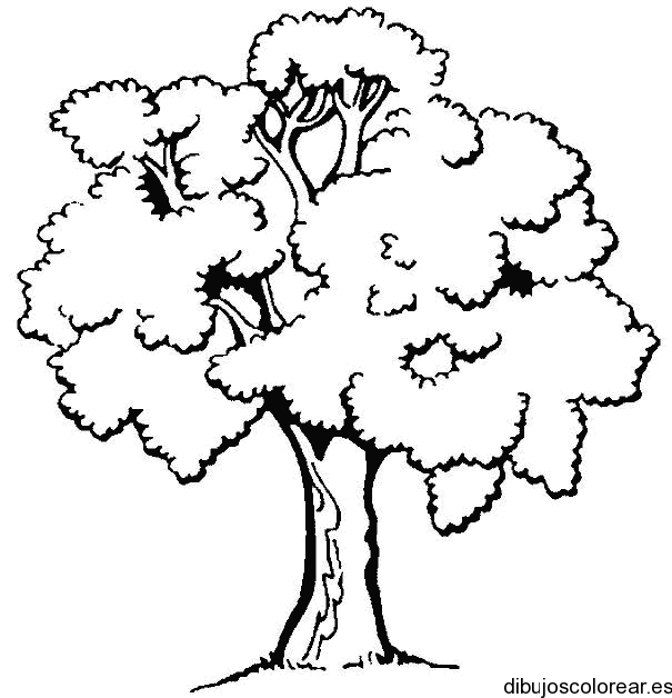 Dibujo de un árbol Ceiba