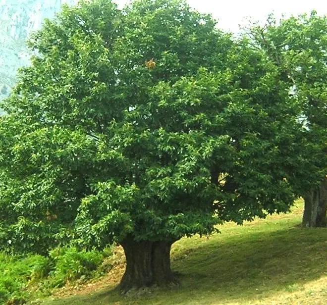 Dibujo de arbol frondoso - Imagui