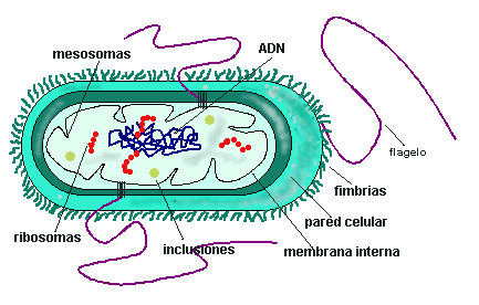 Imagenes de como dibujar una bacterias - Imagui