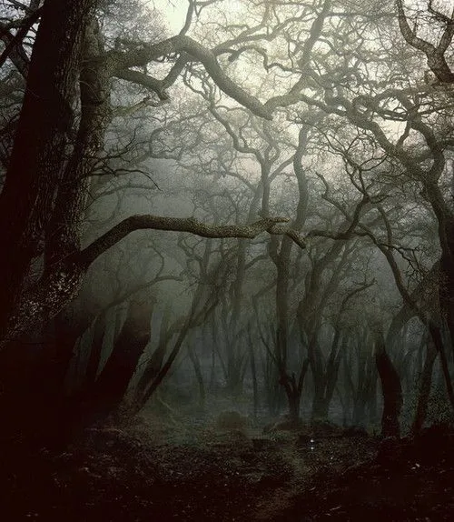 Dibujo de bosque tenebroso - Imagui