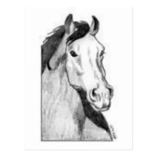 dibujo de un caballo (blanco y negro) tarjetas postales de Zazzle.