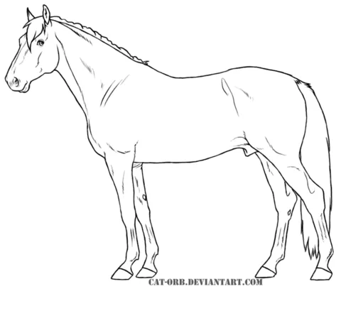 Dibujo de Caballo Warmblood Holandés para colorear | Dibujos para ...