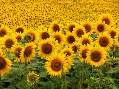 Dibujo de campos de girasoles - Imagui