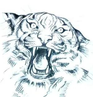 dibujo cara tigre