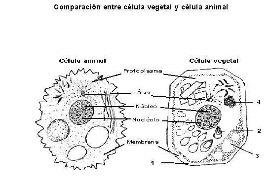 Dibujo de celula animal para colorear - Imagui