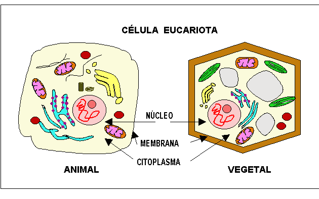 Dibujo de la celula animal con sus nombres para colorear - Imagui