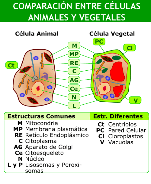Dibujos de las celulas animal y vegetal - Imagui