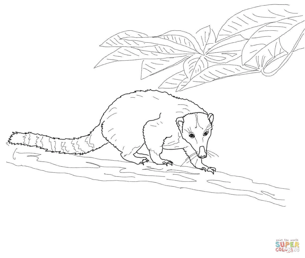 Dibujo de Coatí Andino para colorear | Dibujos para colorear imprimir gratis
