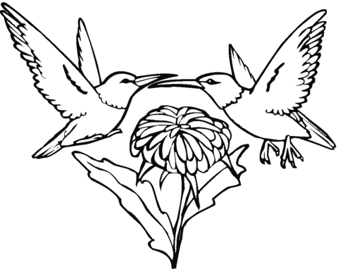 Dibujo de Dos Colibrís y Flor para colorear | Dibujos para ...