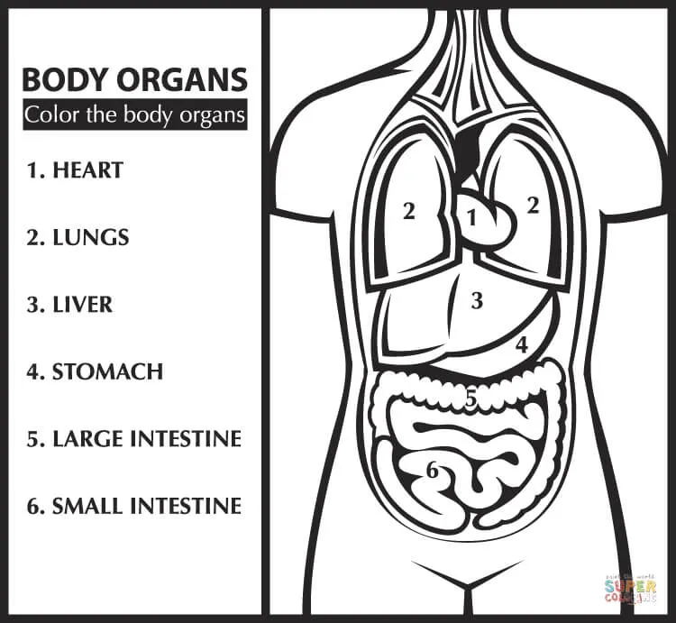 Dibujo de Colorea los Órganos del Cuerpo para Aprender Inglés para ...