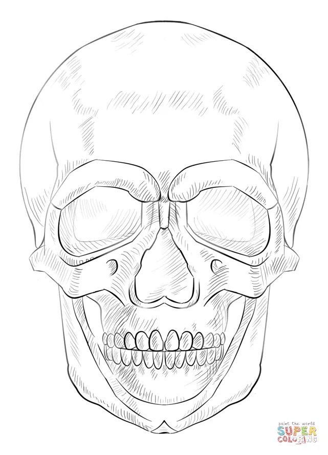 Dibujo para colorear - Calavera Humana | Dibujos para colorear imprimir  gratis | Dibujos realistas, Cráneos pintados, Diseños de pintura de la cara