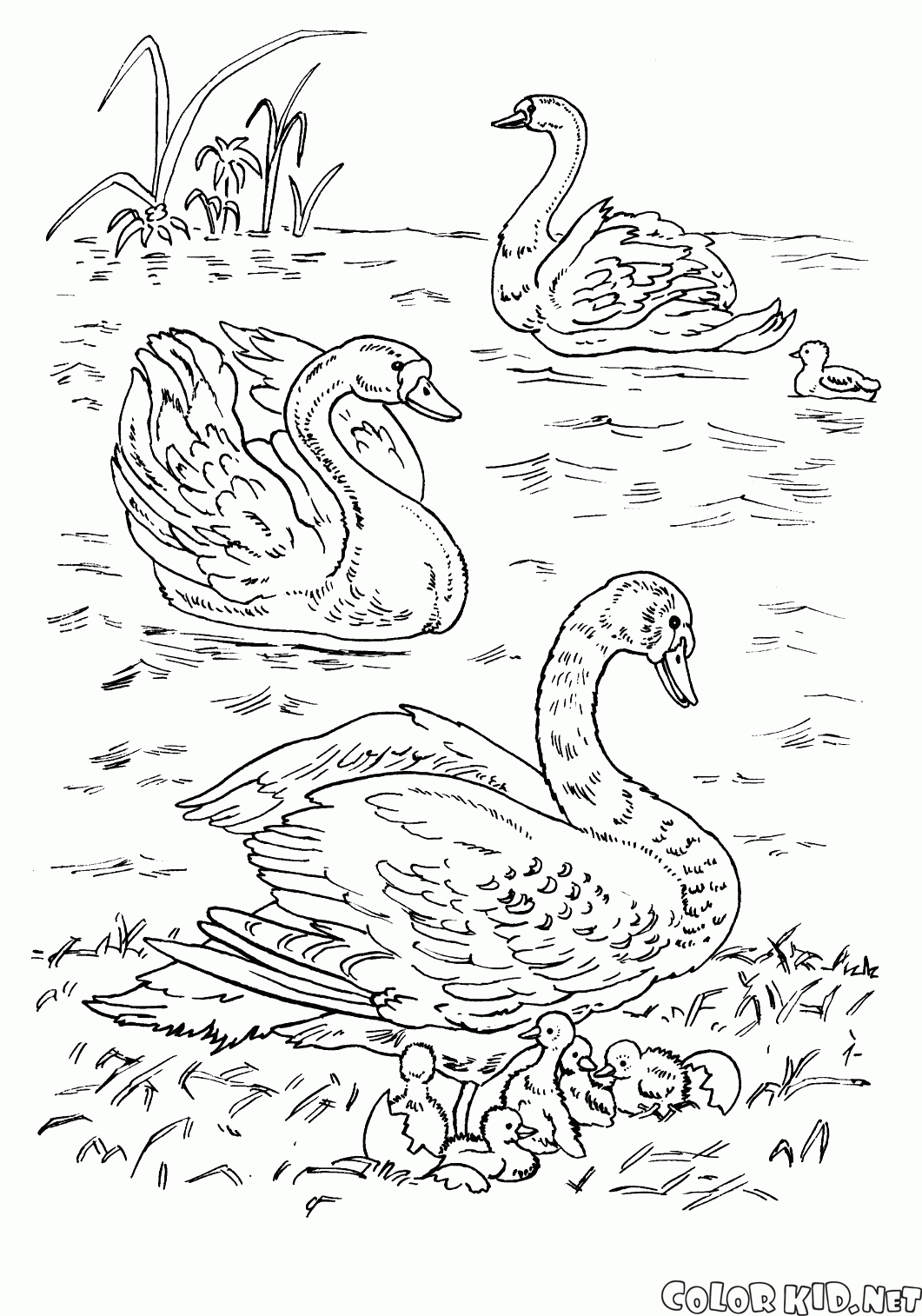 Dibujo para colorear - Cisnes en el lago