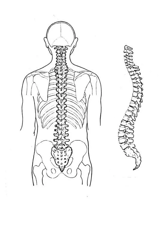 Dibujo para colorear Columna vertebral | columna vertebral | Pinterest