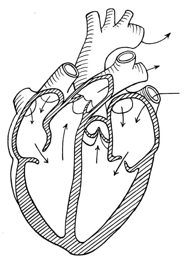 Dibujo para colorear corazón - Img 16619