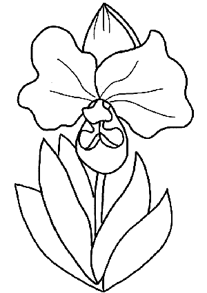 Dibujo para colorear: flor | Recurso educativo 103499 - Tiching