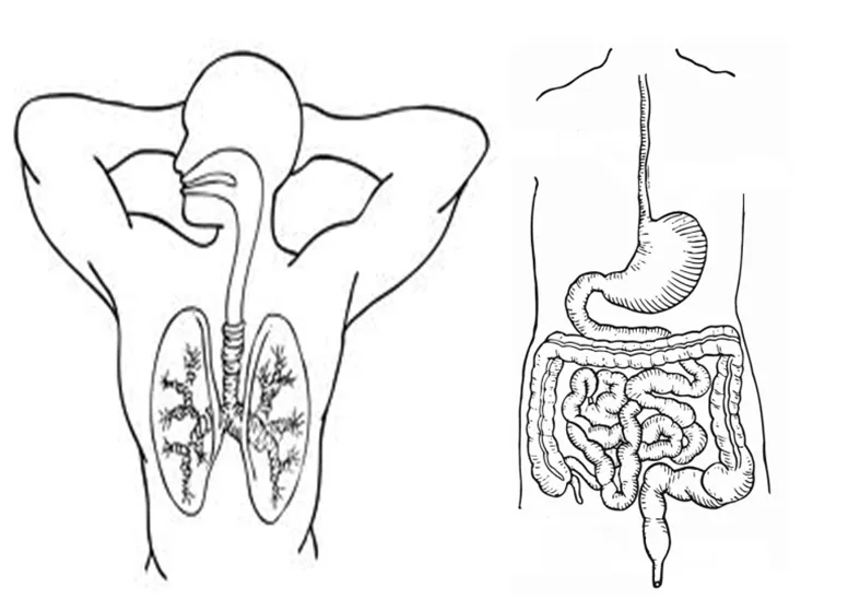 Imágenes del sistema respiratorio para niños de inicial - Imagui