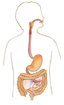 Dibujo para colorear del sistema digestivo para niños - Imagui