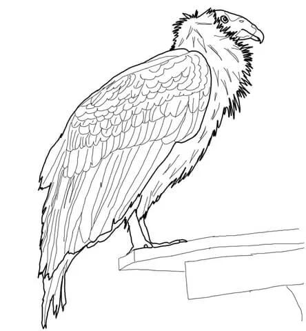 Dibujo de Cóndor de California posado para colorear | Dibujos para ...