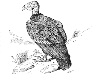 Condor andino para colorear - Imagui