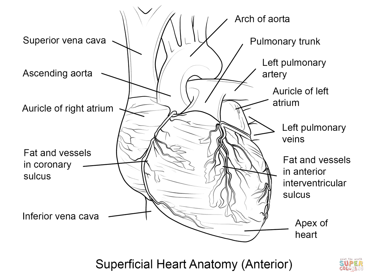 Dibujo de Corazón Humano para colorear | Dibujos para colorear ...