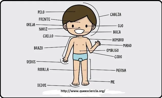 Dibujo Del Cuerpo Humano Indicando Sus Partes | Dibujos Colorear ...