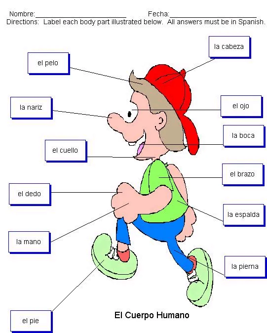 Partes del cuerpo humano en ingles con imagenes - Imagui