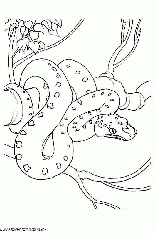 dibujo culebra Colouring Pages (page 2)