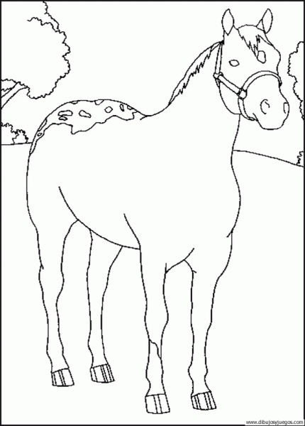 Caballos arabes para colorear - Imagui