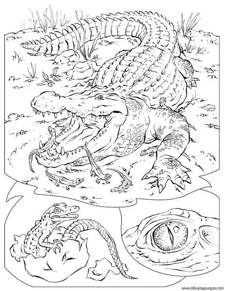 dibujo-de-cocodrilo-025 | Dibujos y juegos, para pintar y colorear