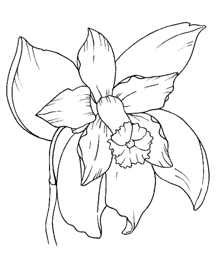 Dibujo Dela Orquidea