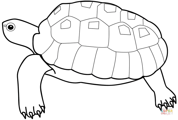 Dibujo de Dibujo de Una Tortuga de Lado para colorear | Dibujos ...