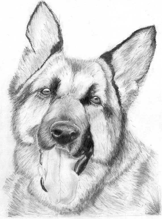 DIBUJO | Draws | Pinterest | Dibujo de gato, Perros razas y Las manos