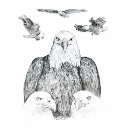 Dibujo de Eagle calvo Esculturas Fotograficas de Zazzle.