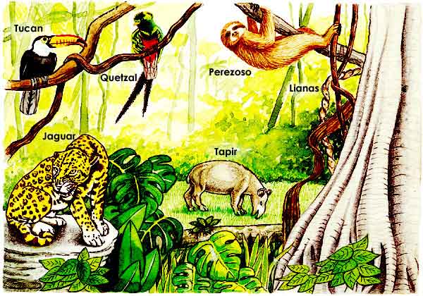ECOSISTEMA DE LA SELVA