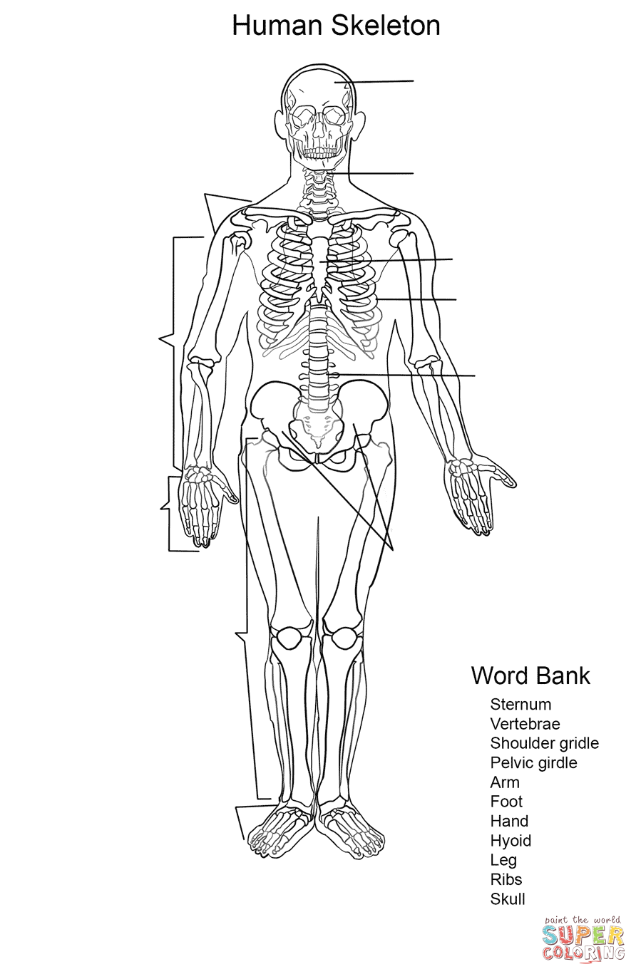 Dibujo de Ejercicio: Esqueleto Humano para colorear | Dibujos para colorear  imprimir gratis