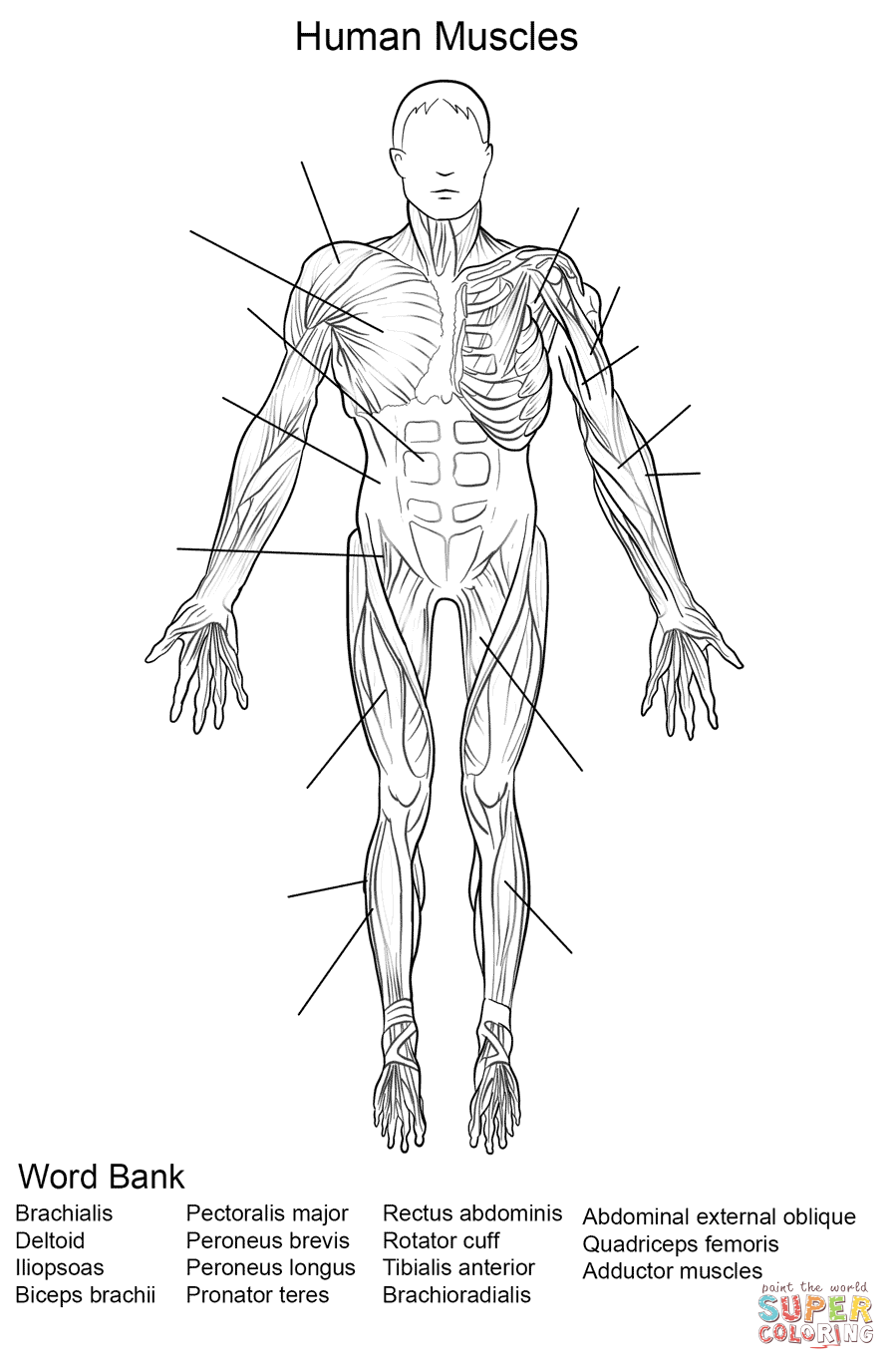 Dibujo de Ejercicio: Músculos del Cuerpo Humano Vista Frontal para ...