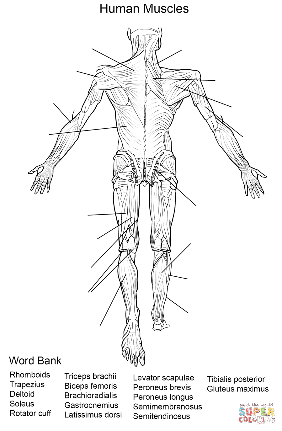 Dibujo de Ejercicio: Músculos del Cuerpo Humano Vista Trasera para colorear  | Dibujos para colorear imprimir gratis