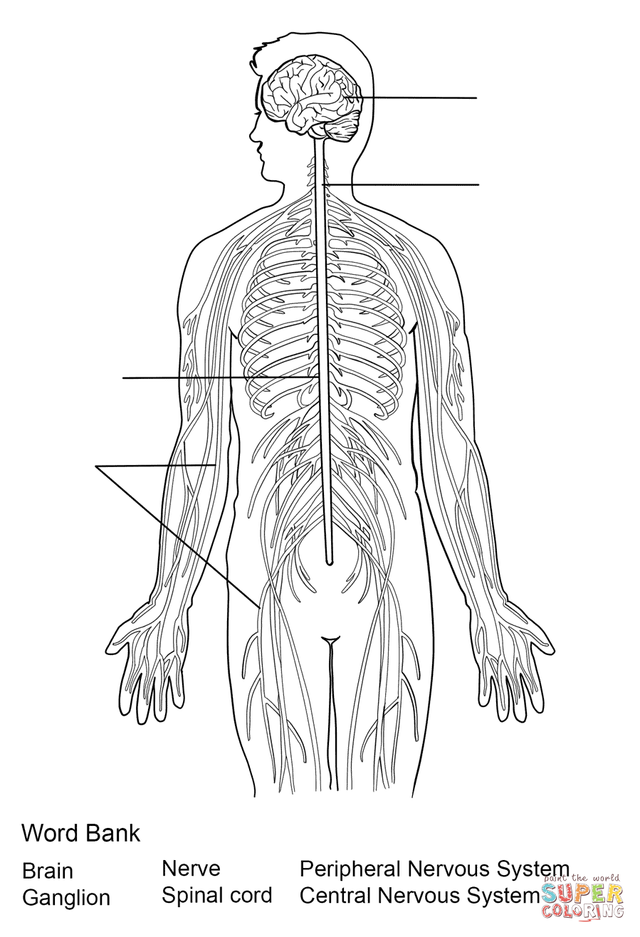 Dibujo de Ejercicio: Sistema Nervioso para colorear | Dibujos para ...