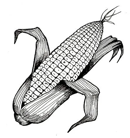 Dibujo de un elote para colorear - Imagui