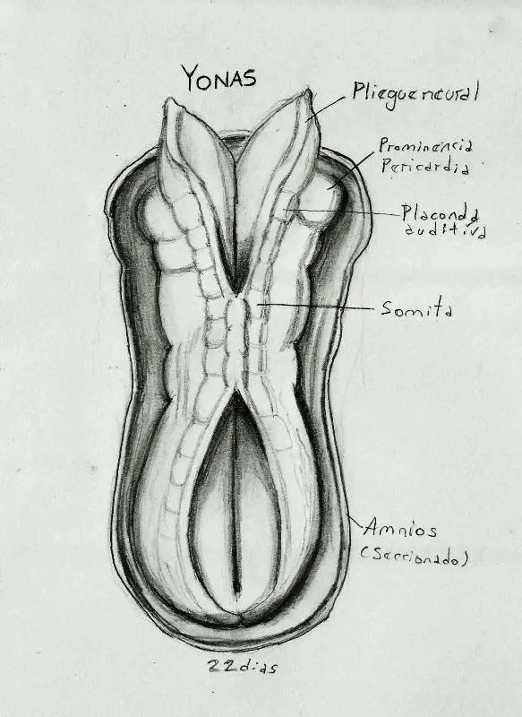 Dibujo de embrion - Imagui