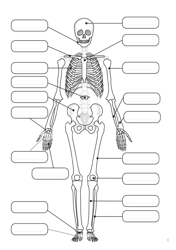 Dibujo de el esqueleto humano | Dibujos para colorear | Human body  activities, Biology lessons, Medical school studying