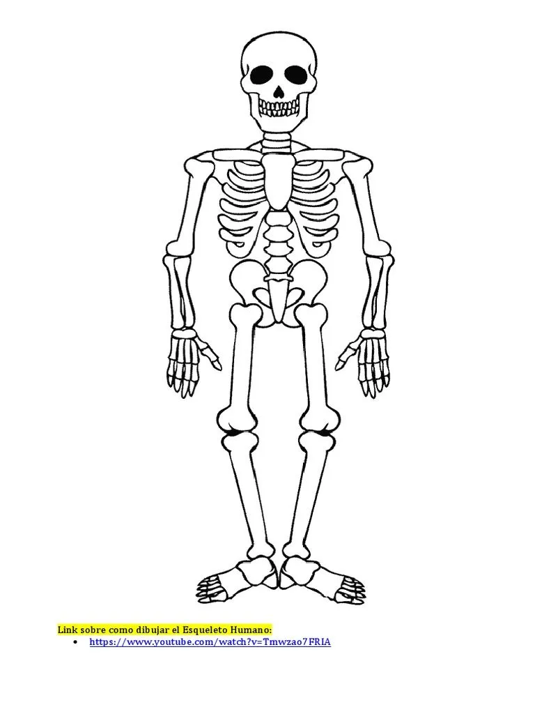 Dibujo Del Esqueleto Humano | PDF