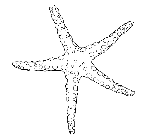 Dibujo de Estrellita de mar para Colorear - Dibujos.net