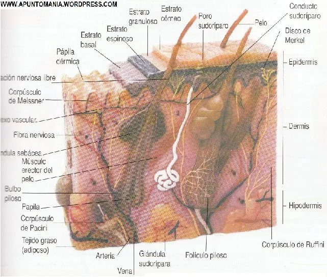 Dibujo De La Estructura De La Piel Y Sus Partes