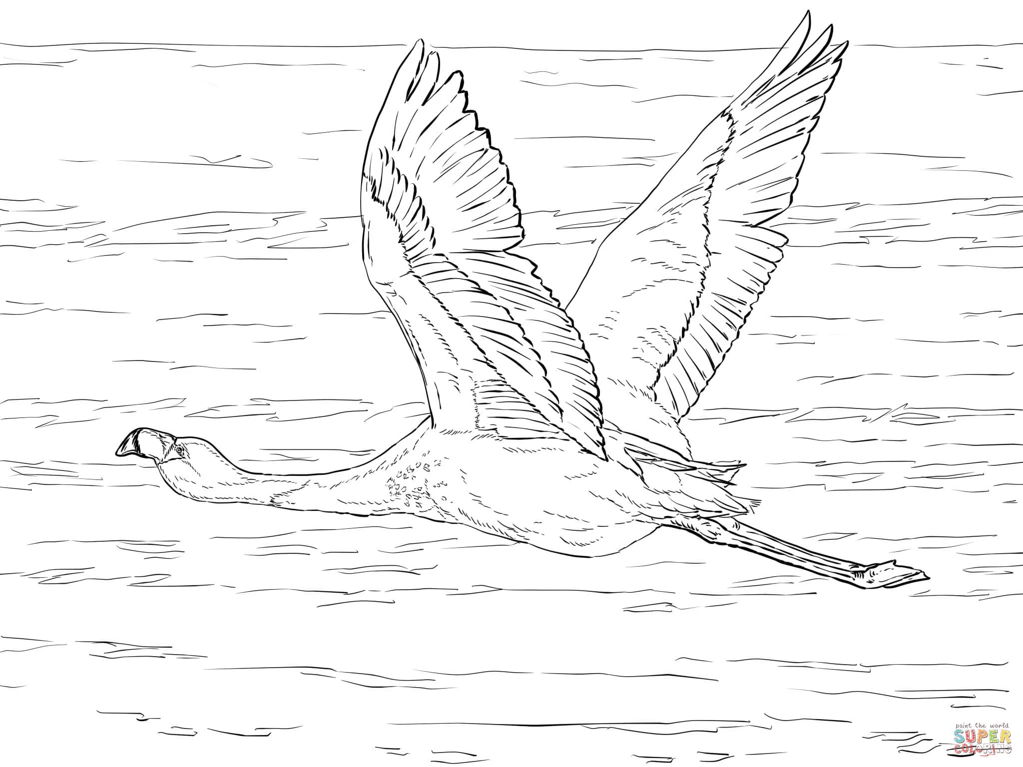 Dibujo de Flamenco Andino para colorear | Dibujos para colorear imprimir gratis