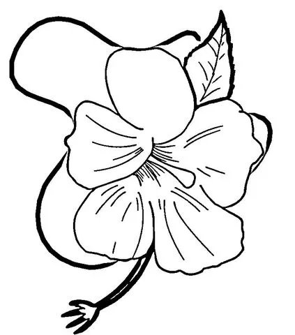 Dibujo de Flor de Hibisco para colorear | Dibujos para colorear ...