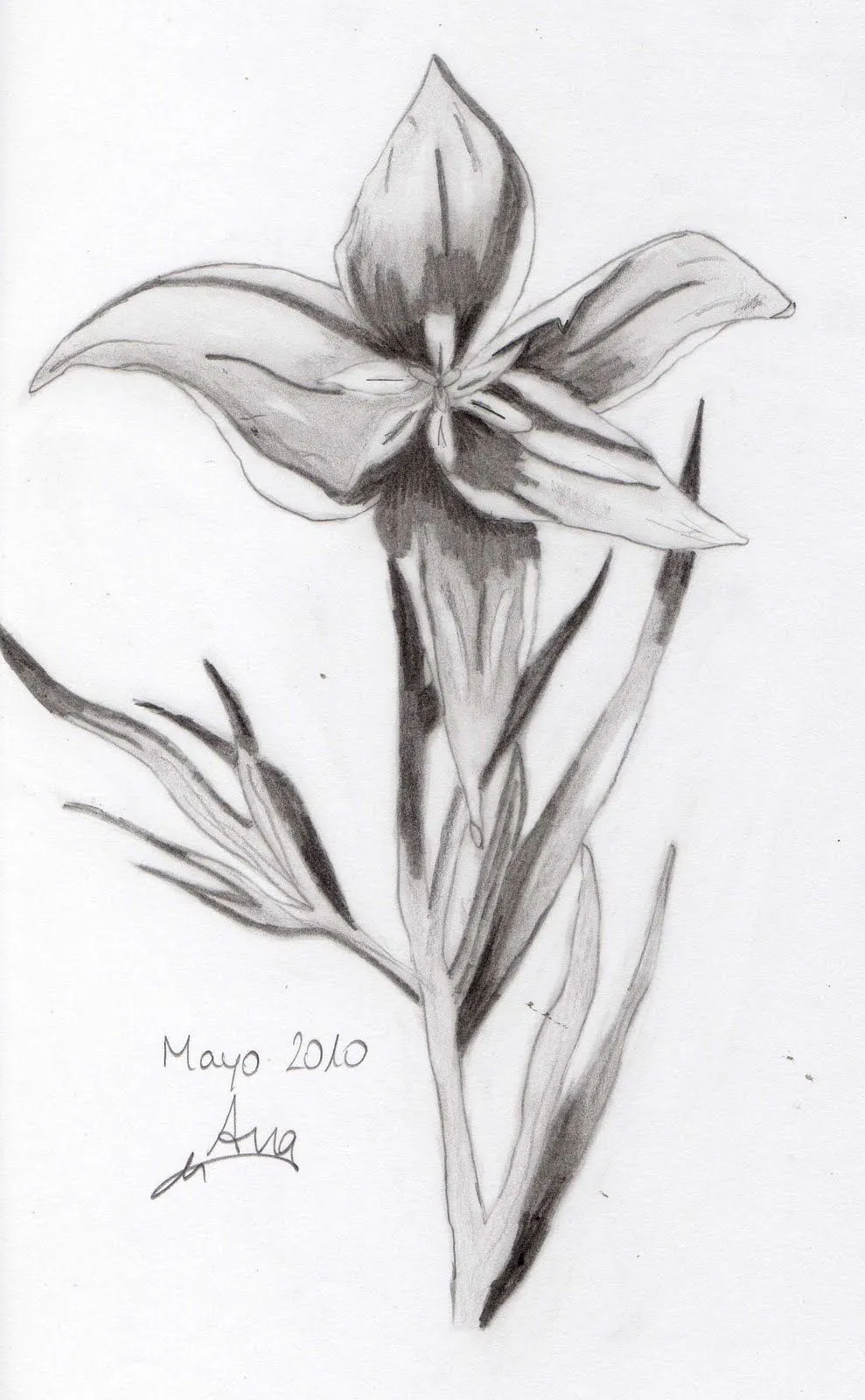 Dibujo de una flor a lapiz - Imagui